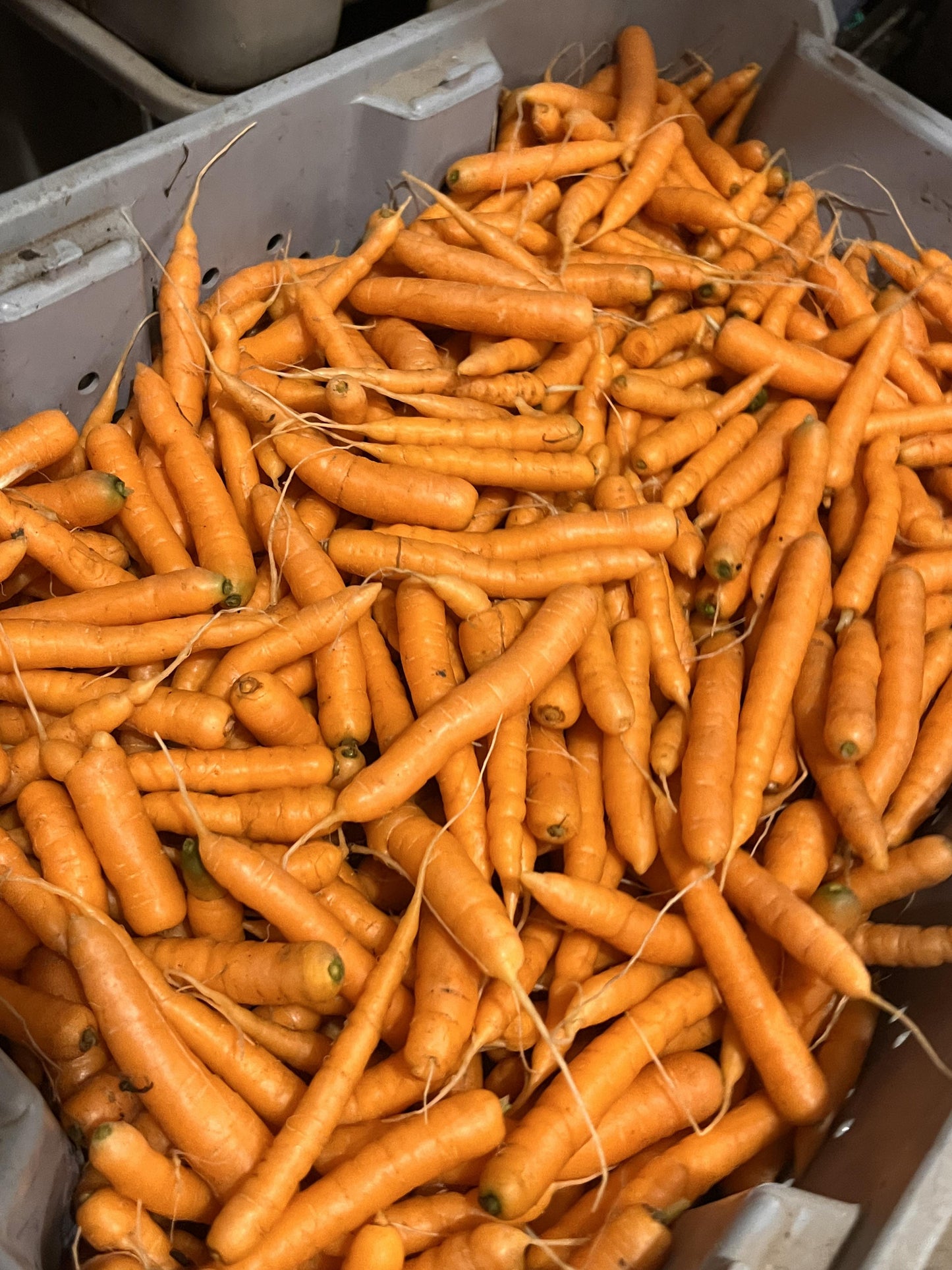 Baby Orange Carrots