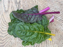 Rainbow Swiss Chard
