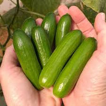 Mini Snack Cucumbers