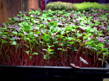 Confetti Mix Microgreens (3 Pack)