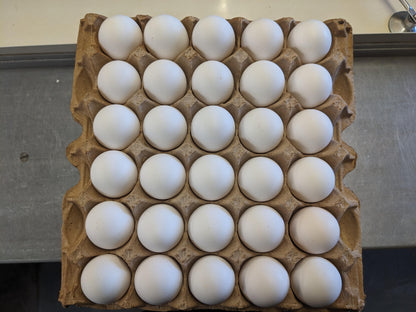 Large White Eggs - Case of 180
