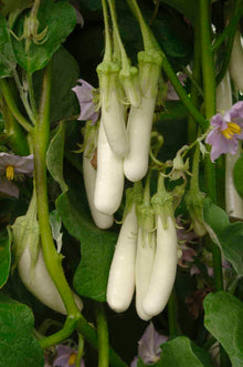 Gretel Eggplant