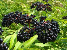 Fresh Elderberries