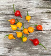 Hot Biquinho Peppers