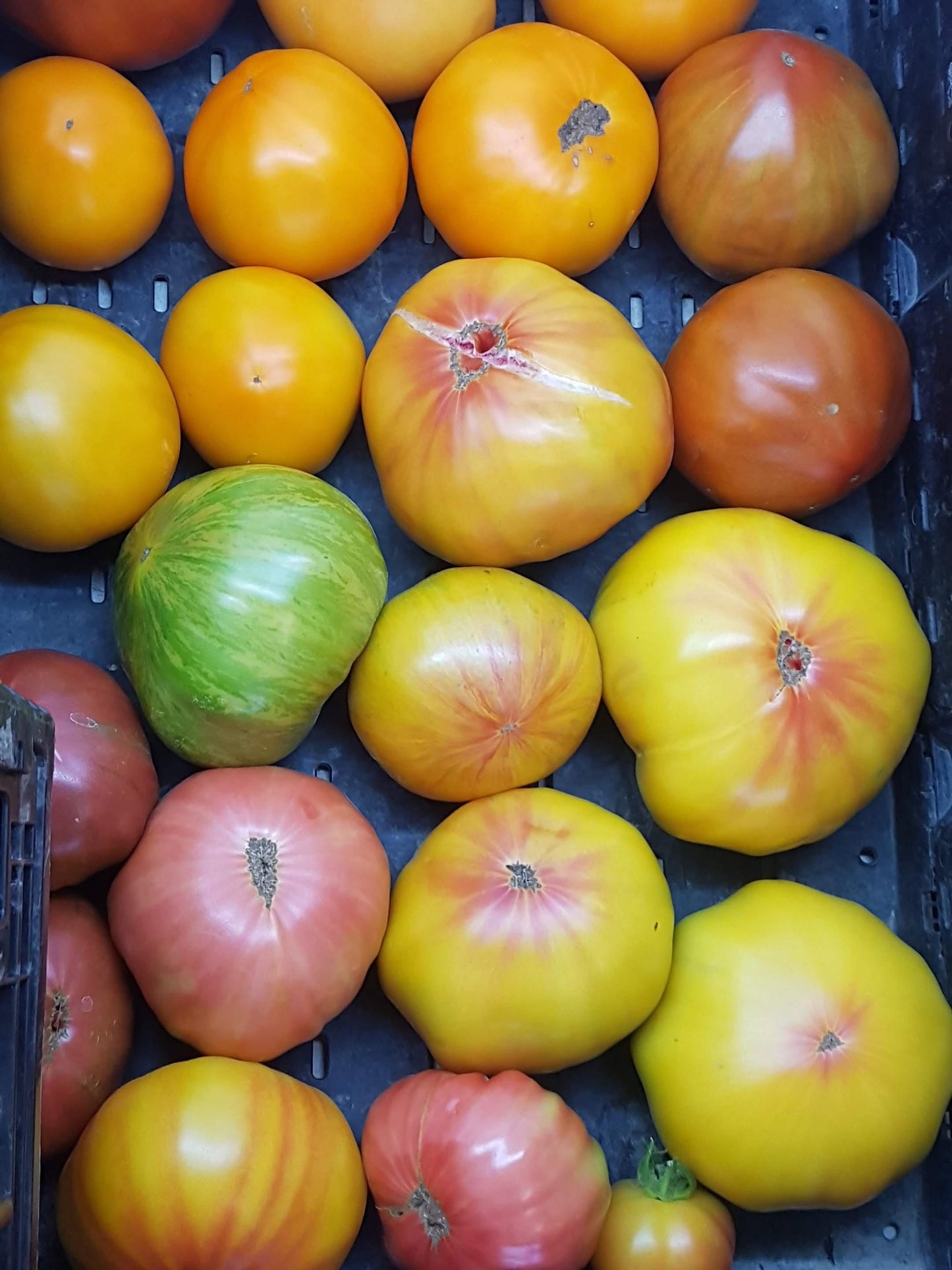 Mixed Medium and Large Heirloom Tomatoes