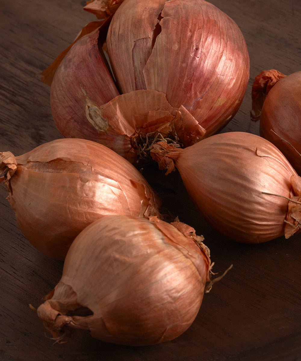 Jumbo Shallots