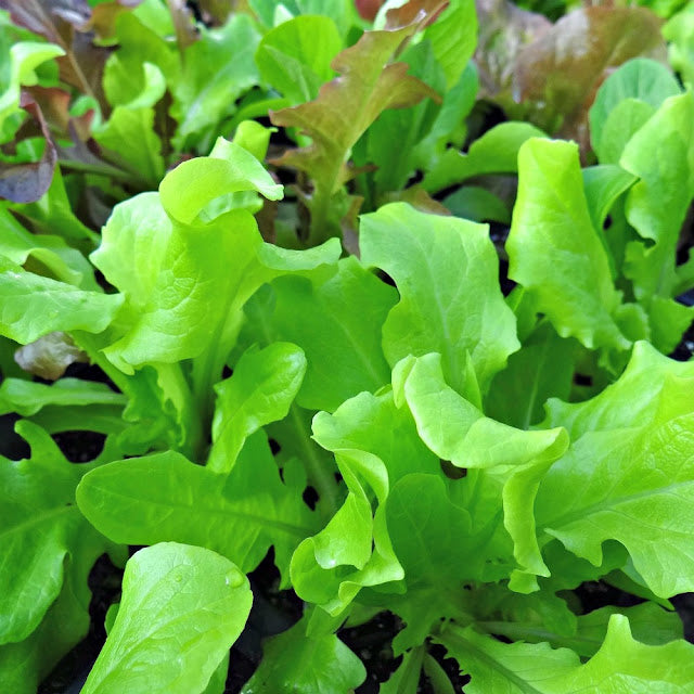 Loose Leaf Lettuce