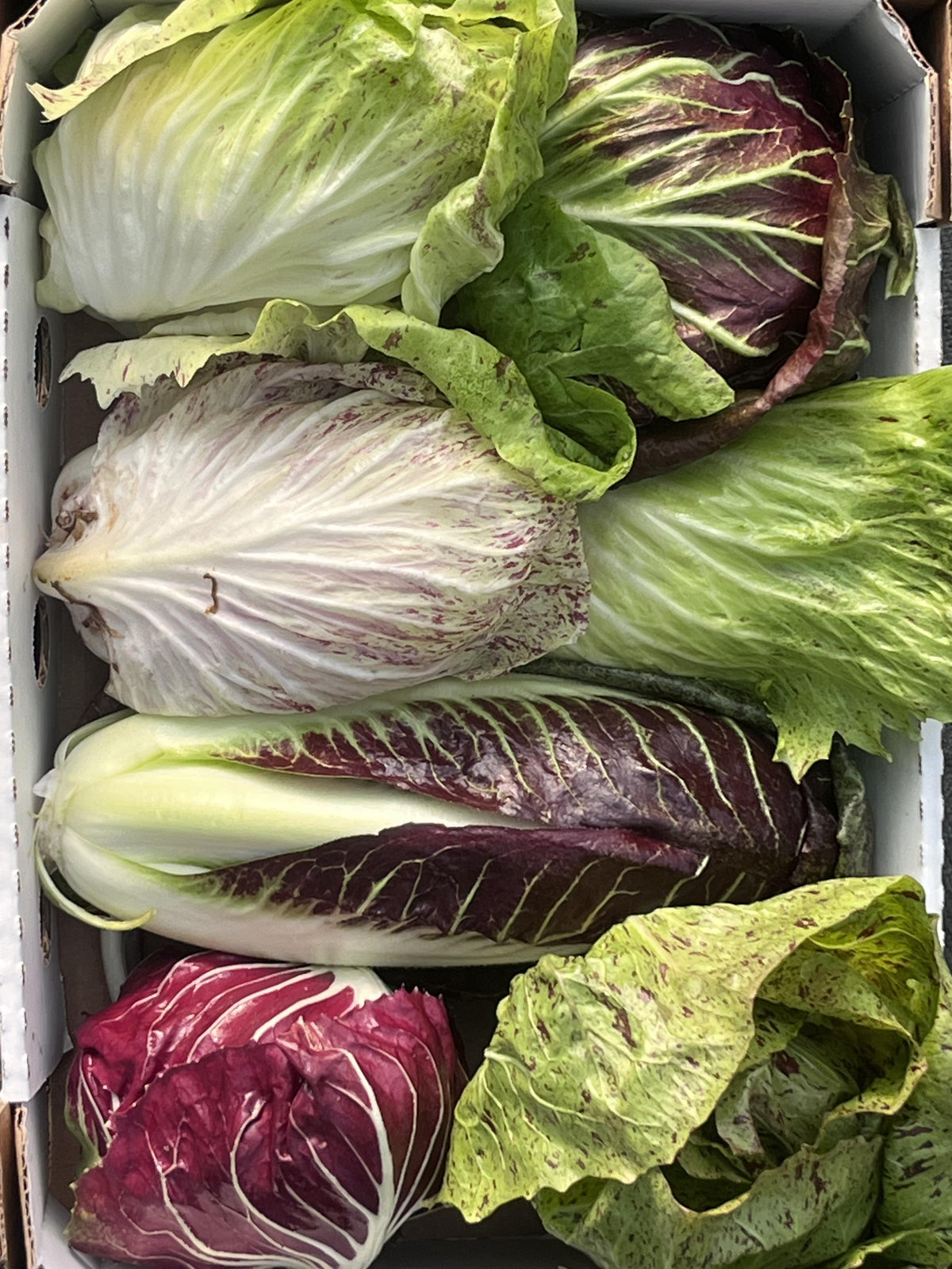 Mixed Case of Chicory Radicchio
