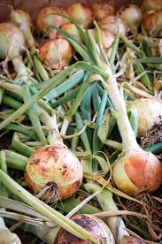 Yellow Onions with Tops