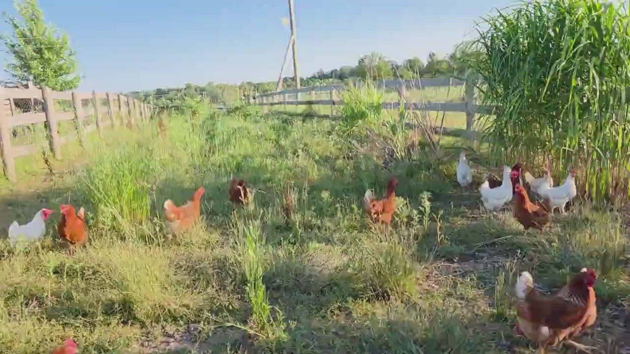 pastured sm.mp4