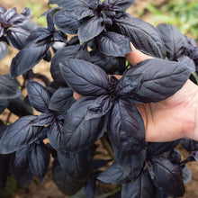 Purple Basil