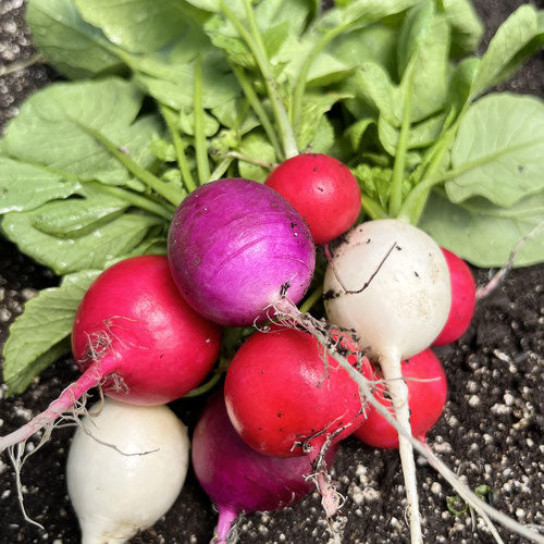 Rainbow Bunched Radishes