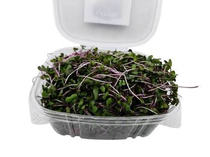 Red Cabbage Microgreens (4 × 110 g clamshells. 440 g total)