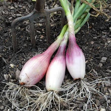 Shallots with Fresh Tops
